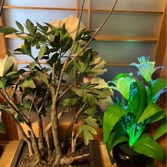 芍薬と百合の 飾り物の画像