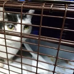 地域猫活動を応援 猫ファーストの動物病院