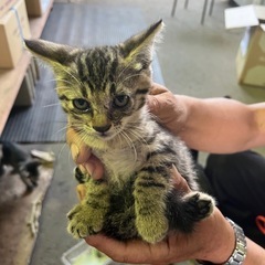 生後1ヶ月半の子猫