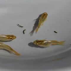 鳳凰ダルマメダカ10匹の画像