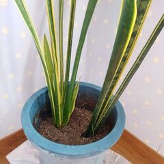 観葉植物　サンセベリア　2株　大鉢入りの画像