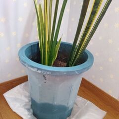 観葉植物　サンセベリア　2株　大鉢入りの画像