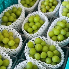 【1.5kgお徳用！】つぶつぶシャイン✨🍇🍇2800円の画像