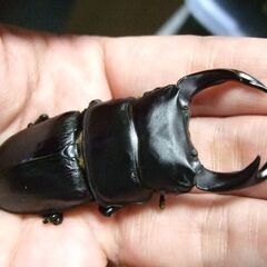 奈良県産オオクワガタ F1 ♂68ミリ ♀43.2ミリ ペアの画像