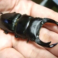 奈良県産オオクワガタ F1 ♂68ミリ ♀43.2ミリ ペアの画像