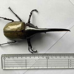 ヘラクレスオオカブトの幼虫の画像