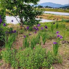 【激安！20株以上！！】高貴な菖蒲（アヤメ）の画像