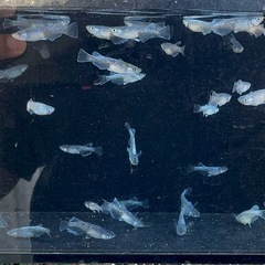 メダカ　グラディオブラック？？　画像すべての画像