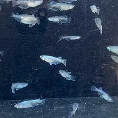 メダカ　グラディオブラック？？　画像すべての画像