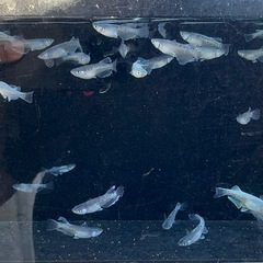 メダカ　グラディオブラック？？　画像すべての画像