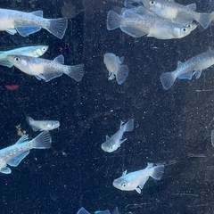 メダカ　グラディオブラック？？　画像すべての画像