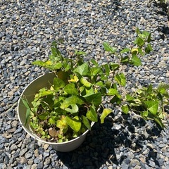 ヘデラ　アイビーと多肉植物の画像
