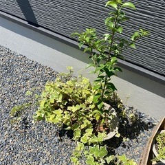 ヘデラ　アイビーと多肉植物の画像