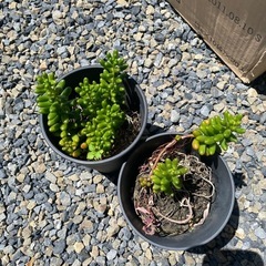ヘデラ　アイビーと多肉植物の画像