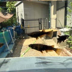 元種親オランジェ2ペア＋メス1 の画像