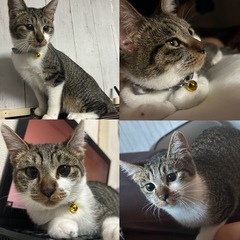 キジ白ちゃん🎀(7ヶ月)