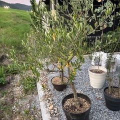 オリーブ　植木　ルッカ　ガーデニングの画像