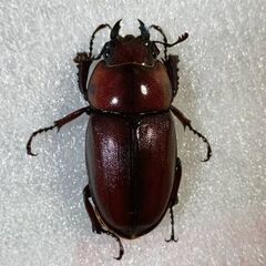 【幼虫12頭】トカラノコギリクワガタ（悪石島産）の画像