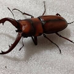 【幼虫12頭】トカラノコギリクワガタ（悪石島産）の画像