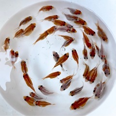 【宗ちゃんメダカ】　玉サバ　新潟産　2025年産の画像
