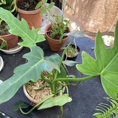 フィロデンドロン・ラディアタム（トサカカズラ）観葉植物　エキゾチックグリーンの画像