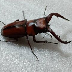 【♂♀ペア】トカラノコギリクワガタ新成虫（悪石島産）の画像
