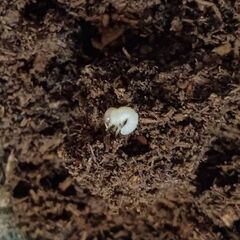 【幼虫5頭】トカラノコギリクワガタ（悪石島産）の画像