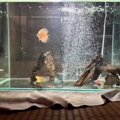 淡水魚水槽の画像
