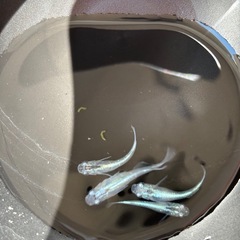 みゆきメダカの画像