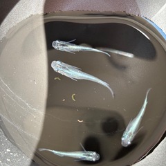 みゆきメダカの画像
