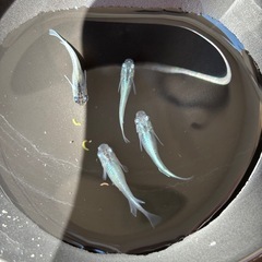 みゆきメダカの画像