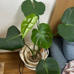 モンステラ  観葉植物の画像