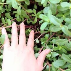 わっさりポーチュラカの画像