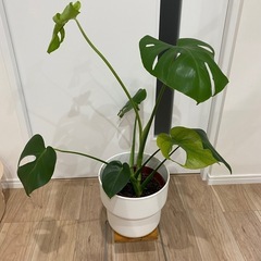 IKEAモンステラ➕鉢付き 観葉植物の画像