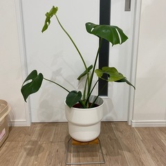 IKEAモンステラ➕鉢付き 観葉植物の画像