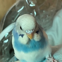 セキセイインコの幼鳥