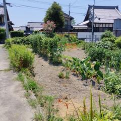 夏こそジャガイモ🥔（10個）料理をの画像