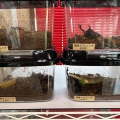 🌻カブトムシ♂ノコギリクワガタ販売中🌻