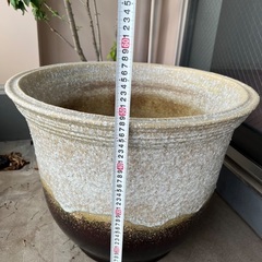 睡蓮鉢　信楽焼　特大の画像