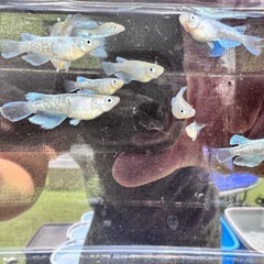 エメキンメダカ(写真全て)1300円の画像