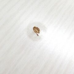 折りたたみテーブル 幅90cm 高さ32cm 木目調 ホワイト系 ローテーブル 座卓 ニトリ☆ 札幌市北区屯田 の画像