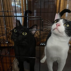 3匹です🎵よろしくお願いします🐱