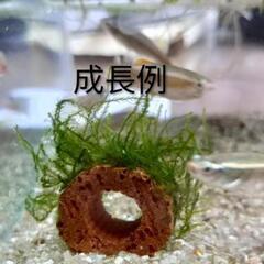 ウィローモス　ろ材巻き付け　1個、の画像