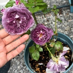 バラ　Rinaldo中苗 の画像