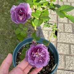 バラ　Rinaldo中苗 の画像