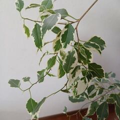 観葉植物　ベンジャミンの画像