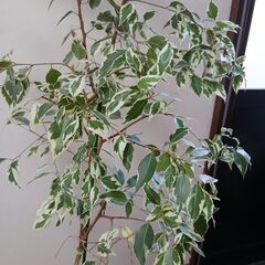 観葉植物　ベンジャミンの画像