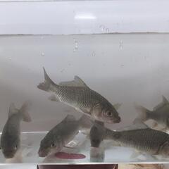 天然採取個体、野鯉、黒鯉、稚魚7匹セット。の画像