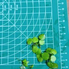水草4点セットの画像