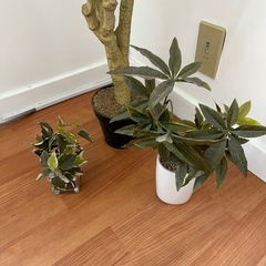 フェイク　観葉植物　セット　植木　インテリア　飾りの画像